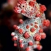 seahorse_pygmy_kbrnr2_v_0151_sul4935.jpg